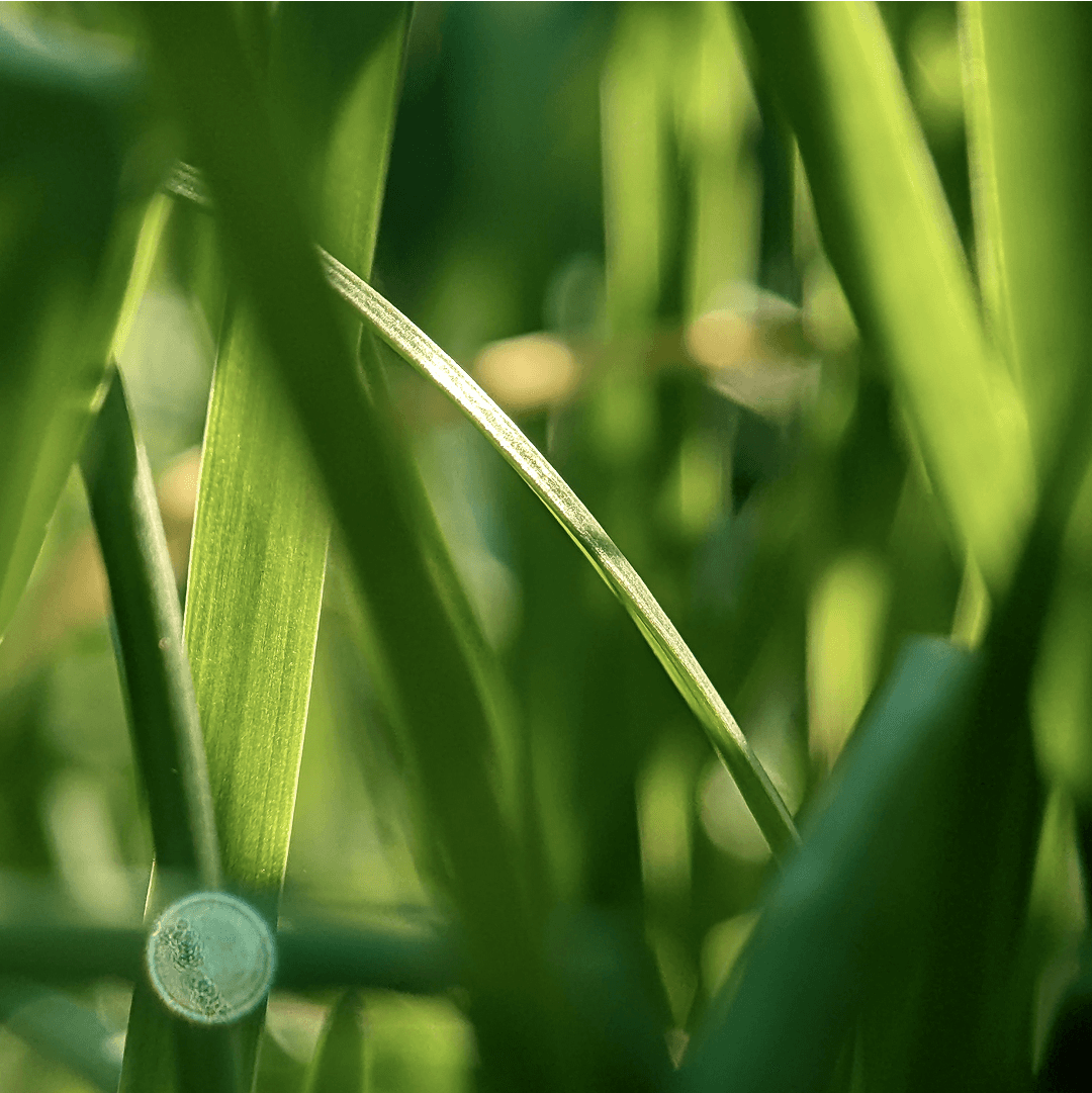 Naturally odor-resistant. Even after long wear.